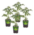 Bonnie Plants Big Boy Tomato Live Vegetable Plants - 4 Pack, 6 - 10 Ft. Plants, 16 - 32 Oz. Tomato Size