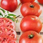 Bonnie Plants Big Boy Tomato Live Vegetable Plants - 4 Pack, 6 - 10 Ft. Plants, 16 - 32 Oz. Tomato Size