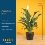 Costa Farms Peace Lily, Live Indoor Plant with Flowers, Air Purifying Houseplant in Nursery Planter Pot, Potting Soil, Thinking of You Gift, Plants Room Decor, 1 Foot Tall