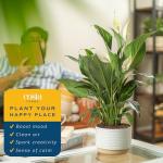 Costa Farms Peace Lily, Live Indoor Plant with Flowers, Air Purifying Houseplant in Nursery Planter Pot, Potting Soil, Thinking of You Gift, Plants Room Decor, 1 Foot Tall