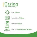 Bonnie Plants Big Boy Tomato Live Vegetable Plants - 4 Pack, 6 - 10 Ft. Plants, 16 - 32 Oz. Tomato Size