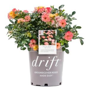2 Gallon Drift Rose Peach Shrub