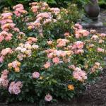 2 Gallon Drift Rose Peach Shrub