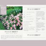 2 Gallon Drift Rose Peach Shrub