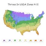 2 Gallon Drift Rose Peach Shrub