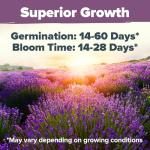 HOME GROWN 𝗨𝗦𝗔 𝗣𝗥𝗘𝗠𝗜𝗨𝗠 English Lavender Seeds 1,500+ 𝗡𝗢𝗡-𝗚𝗠𝗢 Wildflower Seed for Planting Indoor/Outdoor, High Germination, Plant Flower Seeds (Lavandula antustifolia)