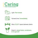 Bonnie Plants Peppermint Live Edible Aromatic Herb Plant - 4 Pack, Pet Friendly, Low Light, Part Shade