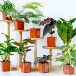 Easy to Grow Houseplants (12 Pack) Live House Plants in Plant Containers, Growers Choice Plant Set in Planters with Potting Soil Mix, Home Décor Planting Kit or Outdoor Garden Gifts by Plants for Pets