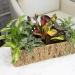 Easy to Grow Houseplants (12 Pack) Live House Plants in Plant Containers, Growers Choice Plant Set in Planters with Potting Soil Mix, Home Décor Planting Kit or Outdoor Garden Gifts by Plants for Pets