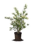 Bridal Wreath 1 Gallon