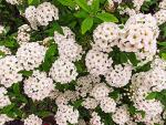 Bridal Wreath 1 Gallon