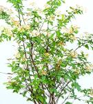 Bridal Wreath 1 Gallon