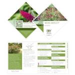 2 Gal. Miss Molly Buddleia Shrub