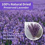 Dried Purple Lavender Flowers Bundle-Dried Preserved Lavender Bouquet 15-17" for Shower Weeding Home Vase Decor, Crafts, Aromatherapy, Fragrance, Fresh Silk Dry Live Plants, 50g(1.76oz)