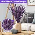 Dried Purple Lavender Flowers Bundle-Dried Preserved Lavender Bouquet 15-17" for Shower Weeding Home Vase Decor, Crafts, Aromatherapy, Fragrance, Fresh Silk Dry Live Plants, 50g(1.76oz)