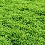 No-Till Garden Farm and Garden Cover Crop Mix Seeds - 5 Lbs - Blend of Gardening Cover Crop Seeds: Hairy Vetch, Daikon Radish, Forage Collards, Triticale, More