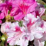 1 Gallon Azalea Encore Autumn Twist Shrub