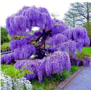 Blue Moon Wisteria Vine - Massive Foot Long Fragrant Flowers - Attract Hummingbirds - 2 - Year Plant by - Japanese Maples and Evergreens®
