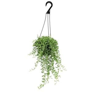 String of Bananas Succulent, Hanging Plants Live Succulents Plants Live Houseplants, Hanging Planter Basket, Mini Succulents Live Plants Indoor Plants in Plant Basket by Plants for Pets