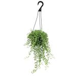 String of Bananas Succulent, Hanging Plants Live Succulents Plants Live Houseplants, Hanging Planter Basket, Mini Succulents Live Plants Indoor Plants in Plant Basket by Plants for Pets