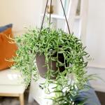 String of Bananas Succulent, Hanging Plants Live Succulents Plants Live Houseplants, Hanging Planter Basket, Mini Succulents Live Plants Indoor Plants in Plant Basket by Plants for Pets