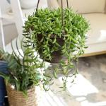 String of Bananas Succulent, Hanging Plants Live Succulents Plants Live Houseplants, Hanging Planter Basket, Mini Succulents Live Plants Indoor Plants in Plant Basket by Plants for Pets