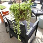 String of Bananas Succulent, Hanging Plants Live Succulents Plants Live Houseplants, Hanging Planter Basket, Mini Succulents Live Plants Indoor Plants in Plant Basket by Plants for Pets