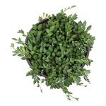 String of Bananas Succulent, Hanging Plants Live Succulents Plants Live Houseplants, Hanging Planter Basket, Mini Succulents Live Plants Indoor Plants in Plant Basket by Plants for Pets