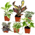 Easy to Grow Houseplants (6PK), Live House Plants in Plant Containers, Growers Choice Plant Set in Planters with Potting Soil Mix, Home Decor Planting Kit or Outdoor Garden Gifts by Plants for Pets