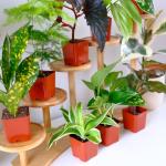 Easy to Grow Houseplants (6PK), Live House Plants in Plant Containers, Growers Choice Plant Set in Planters with Potting Soil Mix, Home Decor Planting Kit or Outdoor Garden Gifts by Plants for Pets