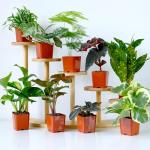 Easy to Grow Houseplants (6PK), Live House Plants in Plant Containers, Growers Choice Plant Set in Planters with Potting Soil Mix, Home Decor Planting Kit or Outdoor Garden Gifts by Plants for Pets