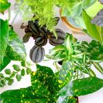 Easy to Grow Houseplants (6PK), Live House Plants in Plant Containers, Growers Choice Plant Set in Planters with Potting Soil Mix, Home Decor Planting Kit or Outdoor Garden Gifts by Plants for Pets