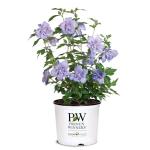2 Gallon Proven Winners Blue Chiffon Hibiscus Shrub
