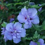 2 Gallon Proven Winners Blue Chiffon Hibiscus Shrub