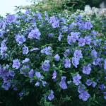 2 Gallon Proven Winners Blue Chiffon Hibiscus Shrub