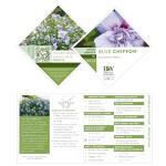 2 Gallon Proven Winners Blue Chiffon Hibiscus Shrub