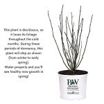 2 Gallon Proven Winners Blue Chiffon Hibiscus Shrub