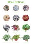 Live Succulents 'Turtle Vine' (4-inch), Succulent Plants Fully Rooted in Pots with Soil, Easy-Care House Plant for DIY, Home Office Decor, Wedding Party Favor