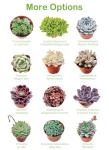 Live Succulents 'Turtle Vine' (4-inch), Succulent Plants Fully Rooted in Pots with Soil, Easy-Care House Plant for DIY, Home Office Decor, Wedding Party Favor