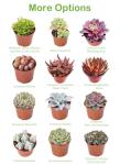 Live Succulents 'Turtle Vine' (4-inch), Succulent Plants Fully Rooted in Pots with Soil, Easy-Care House Plant for DIY, Home Office Decor, Wedding Party Favor