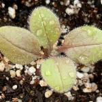 Seed Needs Forget Me Not Seed Packet Favors - Thoughtful Gifts/Handouts for a Memorial or Funeral Service to Remember Loved Ones - Sowing Seeds in Remembrance (30 Packets)