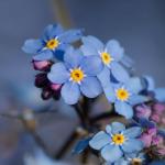 Seed Needs Forget Me Not Seed Packet Favors - Thoughtful Gifts/Handouts for a Memorial or Funeral Service to Remember Loved Ones - Sowing Seeds in Remembrance (30 Packets)