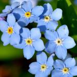 Seed Needs Forget Me Not Seed Packet Favors - Thoughtful Gifts/Handouts for a Memorial or Funeral Service to Remember Loved Ones - Sowing Seeds in Remembrance (30 Packets)