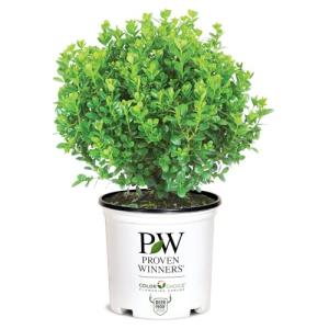 Proven Winners 2 Gallon Sprinter Boxwood