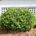 Proven Winners 2 Gallon Sprinter Boxwood