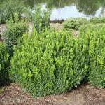 Proven Winners 2 Gallon Sprinter Boxwood