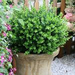 Proven Winners 2 Gallon Sprinter Boxwood