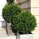 Proven Winners 2 Gallon Sprinter Boxwood