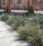 Live Succulents Plants Live Red Yucca Plant, Outdoor Plants Live Yucca Plants, Outdoor Yucca Plants Live Plants, Succulent Plants Live Outdoor Plants, Succulents Live Accent Plant by Plants for Pets