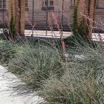 Live Succulents Plants Live Red Yucca Plant, Outdoor Plants Live Yucca Plants, Outdoor Yucca Plants Live Plants, Succulent Plants Live Outdoor Plants, Succulents Live Accent Plant by Plants for Pets